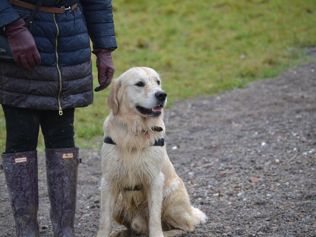 Nearly 30 dogs and their owners met for the first Kent and Sussex Golden Retrievers meeting of 2020, photo courtesy of Millie Goad