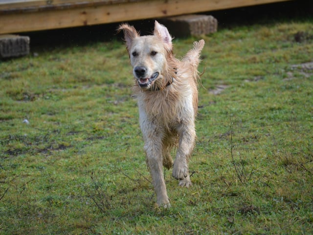 A retriever runs through Horsted Green Park, Uckfield, photo courtesy of Millie Goad