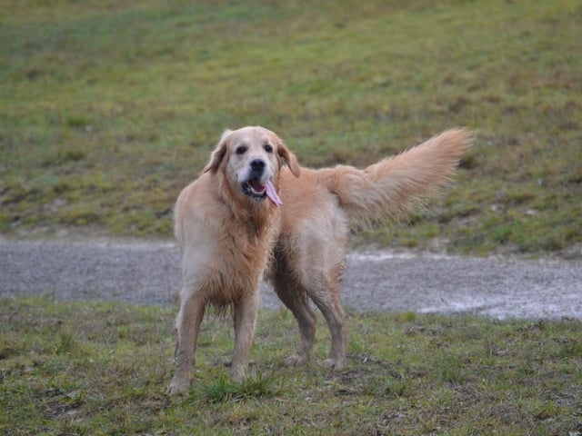 A golden retriever enjoying its time at Horsted Green Park this weekend, photo courtesy of Millie Goad