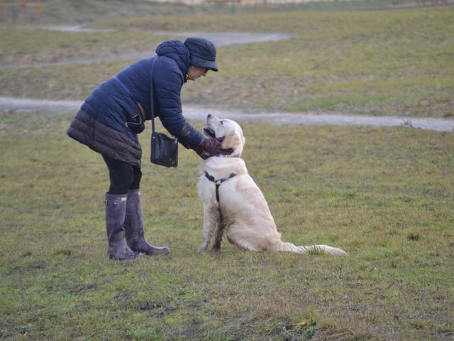 An owner and their dog at the recent Kent and Sussex Golden Retrievers meeting, photo courtesy of Millie Goad