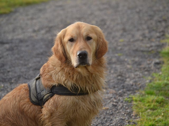 A winter meeting of Sussex and Kent golden retrievers and their owners at Horsted Green Park on Sunday, January 5, photo courtesy of Millie Goad