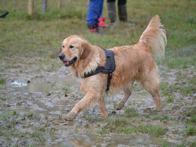 A running golden at a recent meet-up for owners and their canine companions, photo courtesy of Millie Goad