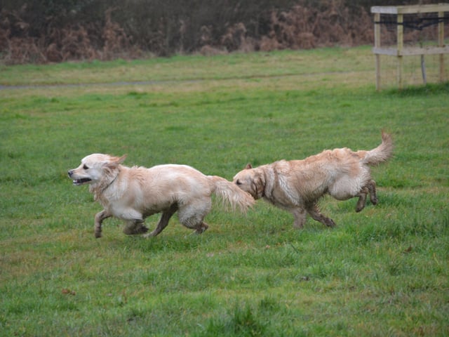 Two golden retrievers chase each other at the Kent and Sussex Golden Retrievers meet-up, photo courtesy of Millie Goad