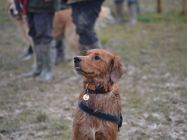 A muddy golden at the Kent and Sussex Golden Retrievers meeting, photo courtesy of Millie Goad