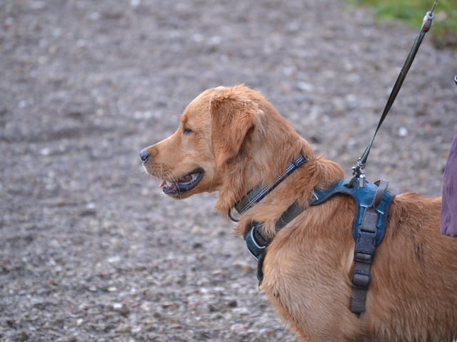 29 retrievers and their owners met at Horsted Green Park on Sunday, January 5, photo courtesy of Millie Goad