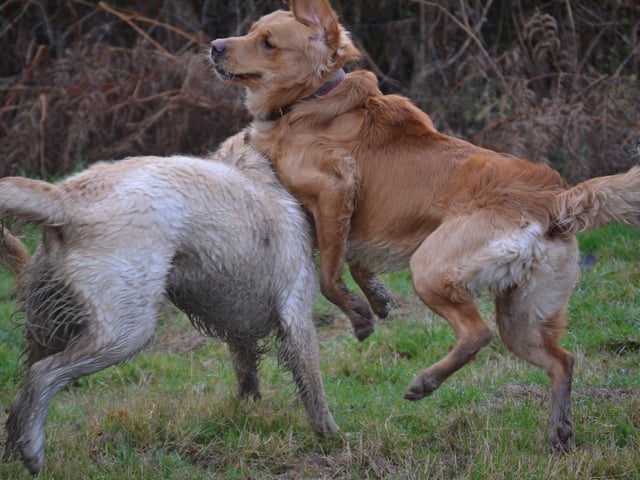 Two retrievers collide at the meet-up, photo courtesy of Millie Goad