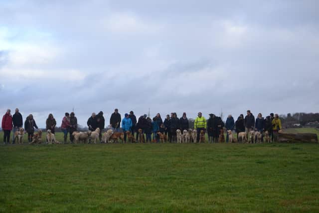 29 golden retrievers arrived at Horsted Park on January 5, photo courtesy of Millie Goad