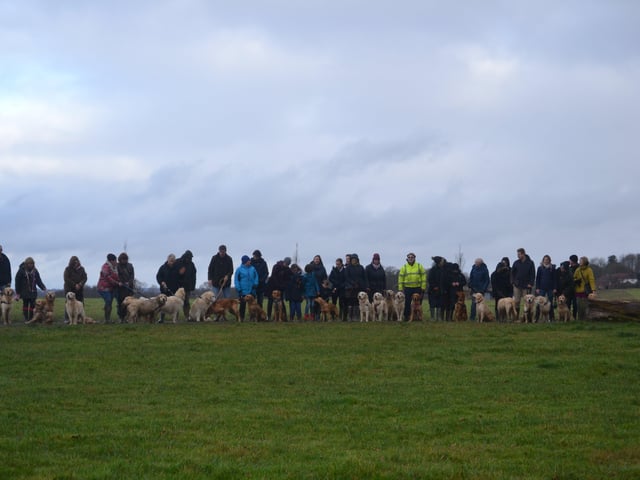 29 golden retrievers arrived at Horsted Park on January 5, photo courtesy of Millie Goad