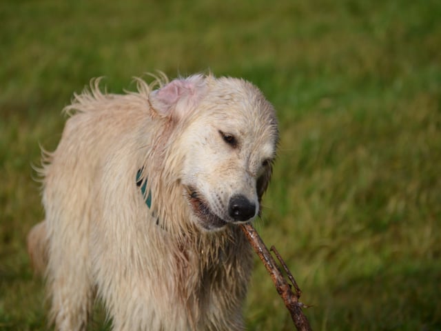 Enjoying a stick at Horsted Green Park, photo courtesy of Millie Goad