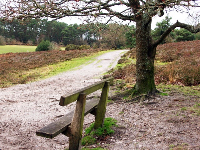 Sullington Warren. Photo by Derek Martin Photography. SUS-201101-192413008