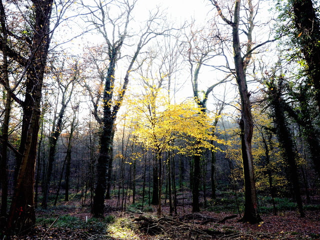 Woods around West Dean in West Sussex. by kate Shemilt SUS-190212-191737008