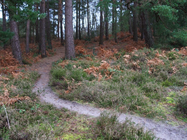 Sullington Warren. Photo by Derek Martin Photography SUS-201101-192424008