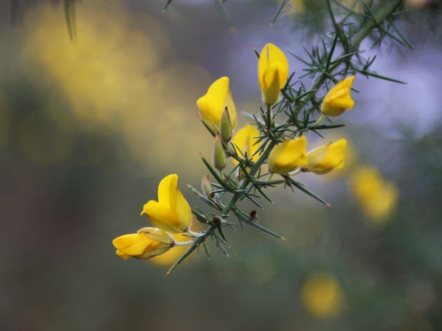 Sullington Warren. Photo by Derek Martin Photography SUS-201101-192436008