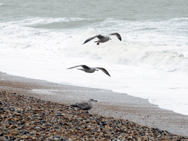 Gulls along the shore at Bognor Regis. Kate Shemilt. SUS-201101-205439008