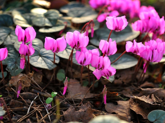 Nymans Gardens, Handcross. Pic Steve Robards. SUS-201201-194820001