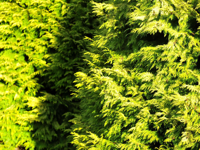 Nymans Gardens, Handcross. Pic Steve Robards. SUS-201201-194758001