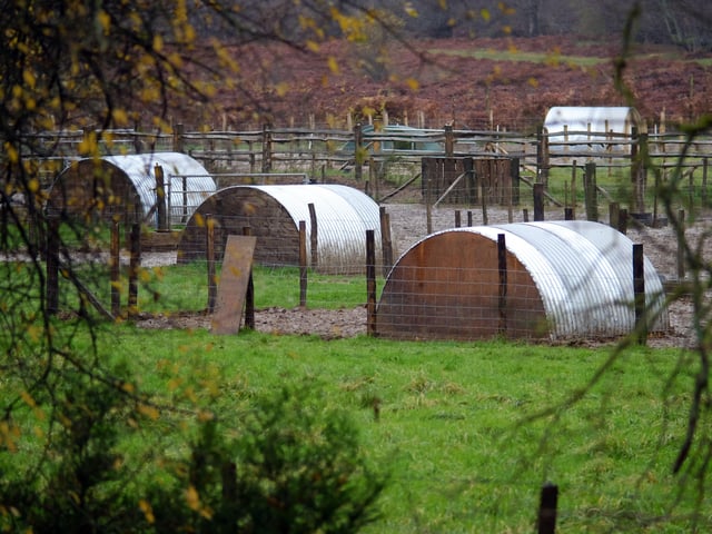 Pig arcs in waterlogged field, Buxted. By Peter Cripps. SUS-191128-074650008