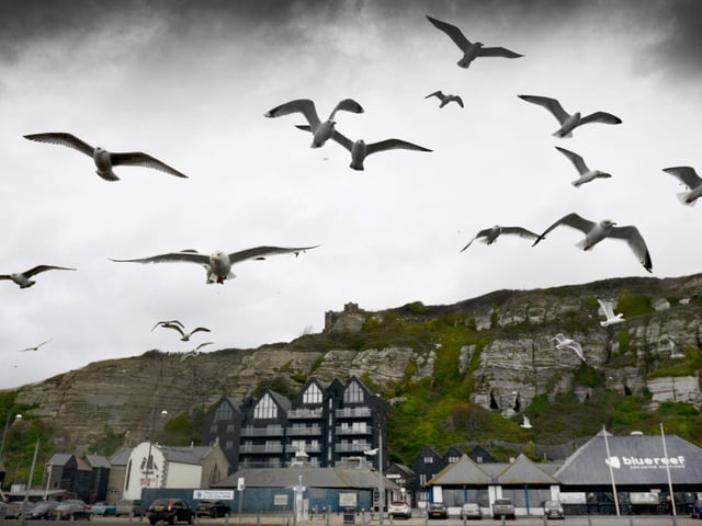Seagulls in Hastings. by Justin Lycett. SUS-200113-121127001