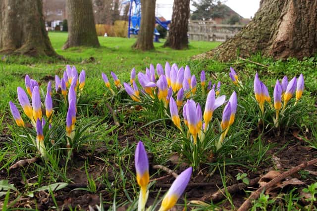Purple crocuses are special for Rotary, as a symbol of the organisation's worldwide campaign to eradicate polio. Picture: Derek Martin DM2010556a