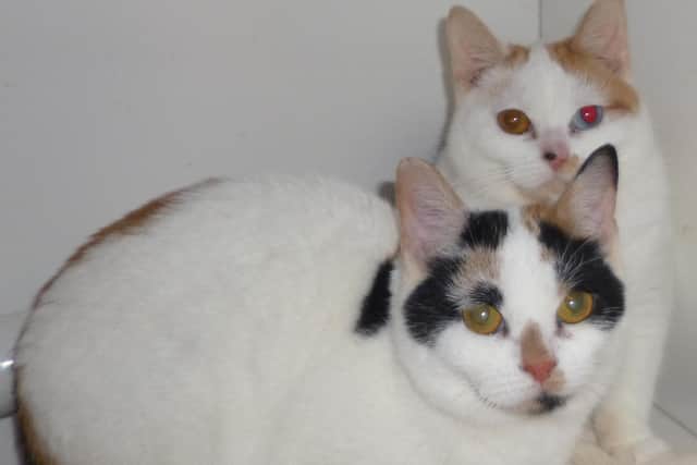 Worthing Cat Welfare Trust is looking for a new home for Isla and Ivy