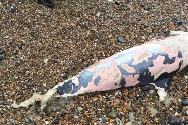The dead dolphin on Elmer Beach. Photo: Littlehampton Coastguard/Twitter