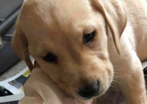 Maggie the golden Labrador puppy died days after her owner Grace Piper from Worthing bought her