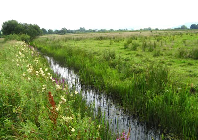 Amberly Wildbrooks ditches. Photo by Victoria Hume/Sussex Wildlife Trust