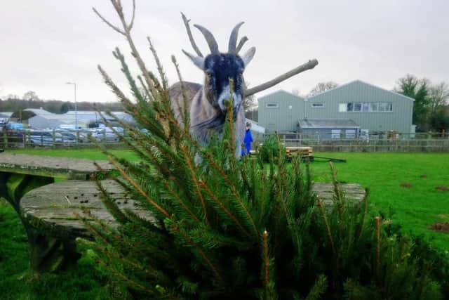 Some of the animals at Brinsbury College in Pulborough enjoying the unwanted Christmas trees SUS-200121-142837001
