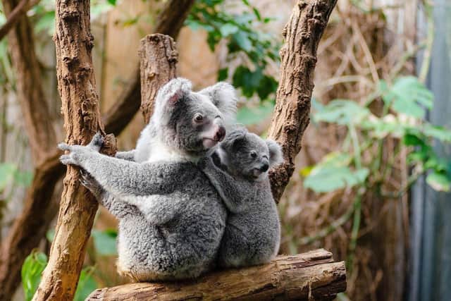 More than half of the koalas in Australia have been killed in the  devastating fires