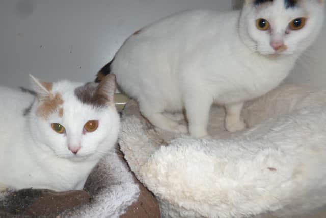 Worthing Cat Welfare Trust is looking for a new home for Mavis and Margo