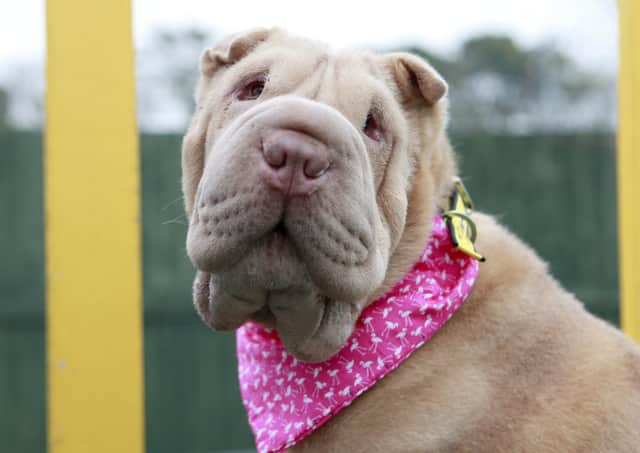 Two-year-old Polly has stolen the hearts of staff and volunteers at Dogs Trust Shoreham