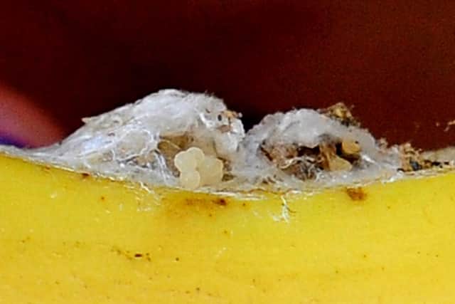 Clare Francis discovered a spider's nest growing on Lidl banana. Pic Steve Robards SR20012803 SUS-200128-215116001
