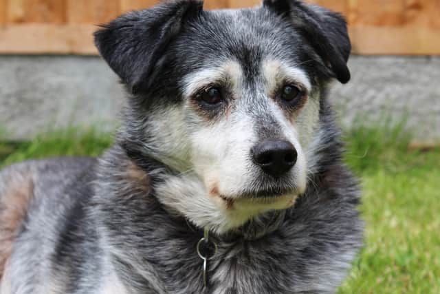 Chichester resident Rosemary Charnick said her rescue dog Tia died at 'the grand age of 16' after suffering a seizure on the way to the nearest out of hours vets in Portsmouth SUS-200129-115323001