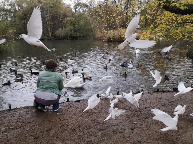 Feeding time at Decoy Pond, Hampden Park - taken by Jim Slater with a Huawei P20 SUS-200129-111451001