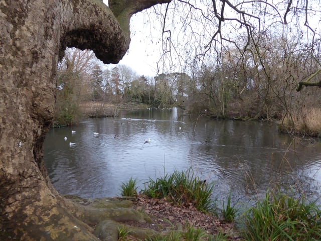 A peaceful winter's day at the Decoy Pond in Hampden Park, by Susan D SUS-200129-111537001