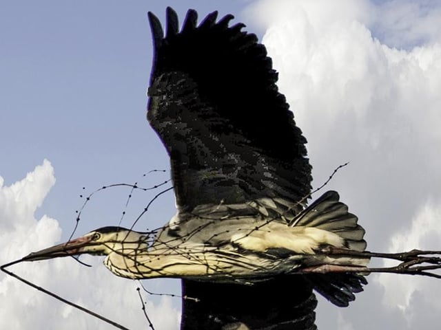 "Cover your ponds they're back in Hampden Park!" says Ralph Davies, who took this shot of a heron on the wing near Decoy Pond. SUS-200129-111716001