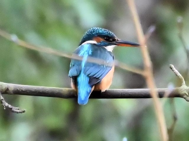 Derek A Briggs caught this kingfisher with a Nikon Z50 mirrorless camera. "Flooding of the inlet stream to Hampden Park Lake provided good fishing area for a pair of kingfishers - this is the female," he said. SUS-200129-111549001