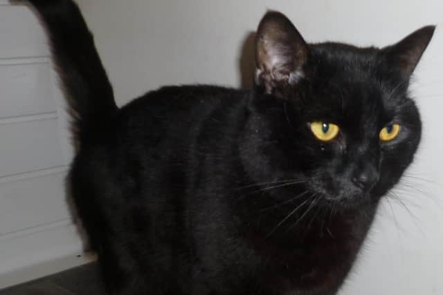 Worthing Cat Welfare Trust is looking for a new home for Alfie