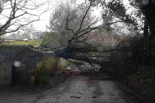 A tree in West Burton was one of many felled by Storm Ciara SUS-201102-161305001