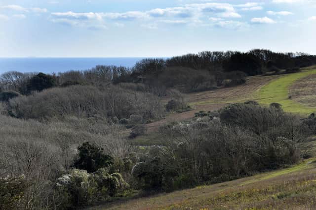 Trees on the South Downs at Eastbourne (Photo by Jon Rigby) SUS-191121-101244008