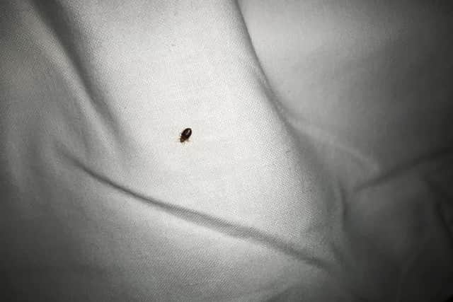 The 'bedbug' said to have been found on a mattress in Hellingly Travelodge