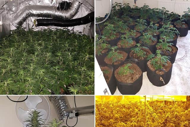 Police seized cannabis plants worth £1.2 million in raids on a number of Crawley properties SUS-200217-105036001