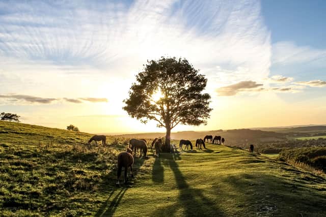 'Pony Heaven' - Joe James from Horsham took this winning picture at Cissbury Ring in Worthing SUS-200217-164746001