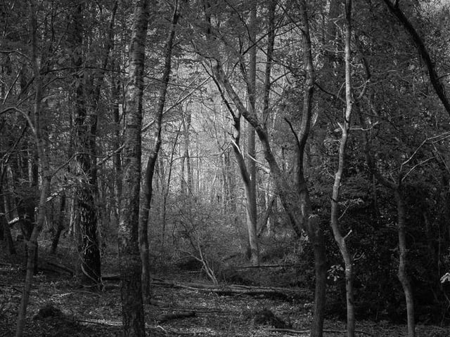 April – Woodland: Woodland 2 by Andy Jones