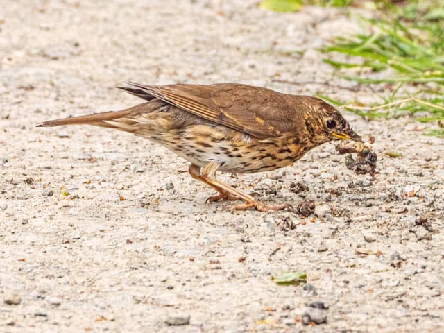 May – bird on a stick, post etc : Thrush on ground with snail by Norman Kirby