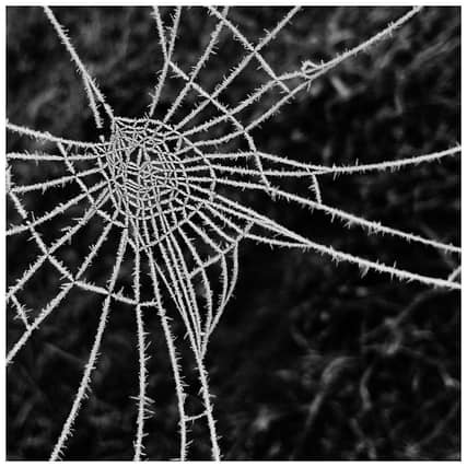 January – Winter: Frosty Cobweb by Sarah Beard
