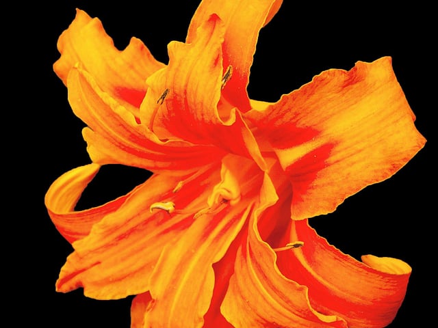 July – High contrast: Hemerocallis by Norman Kirby