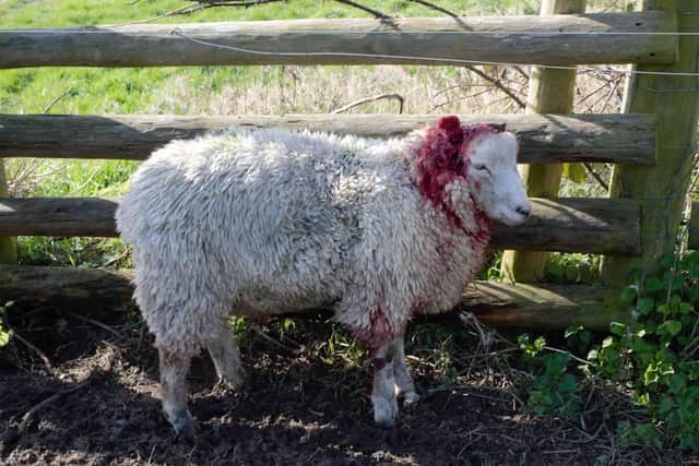 Farmer Caroline Harriott said that over the past decade she had had more than 100 sheep killed or injured in attacks