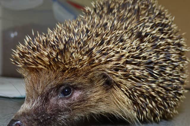 There are worries this could have a negative effect on hedgehog populations