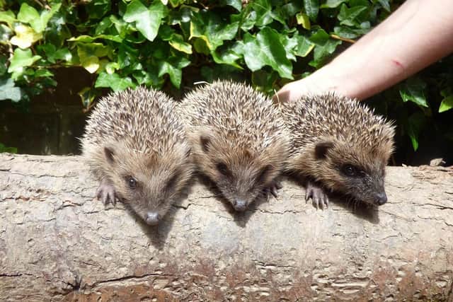Many hedgehogs have not been hibernating after the mild winter